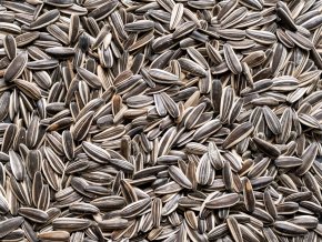 Slunečnice žíhaná velká