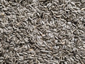 Slunečnice žíhaná