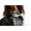 Minidog blue 4