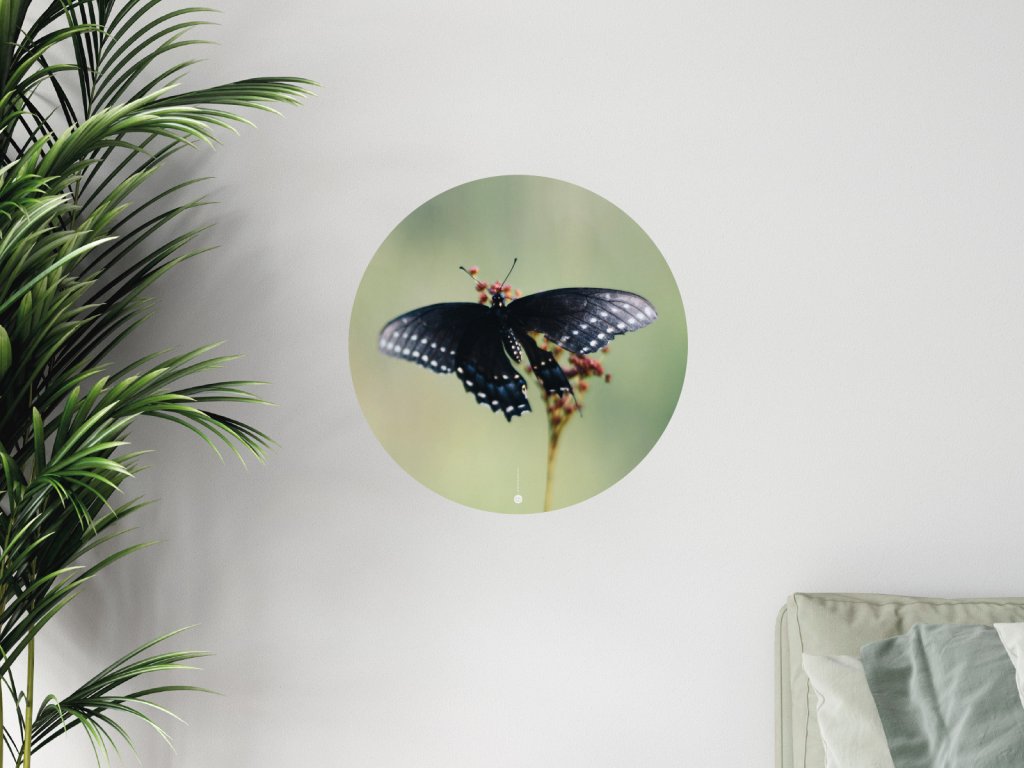 cerny motyl premistitelna samolepka na zed interier