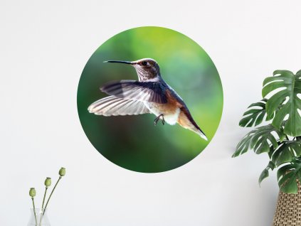 kolibrik samolepka na zed premistitelna interier