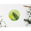 chameleon samolepka na zed kruhova interier