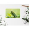 chameleon plakat na zed samolepici interier