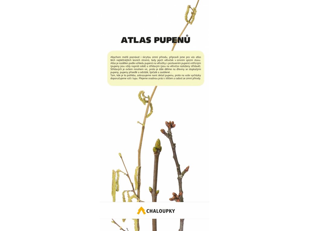 Atlas pupenů poznej stromy v zimním stavu podle pupenů
