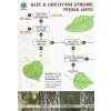 klic určování stromů podle listů