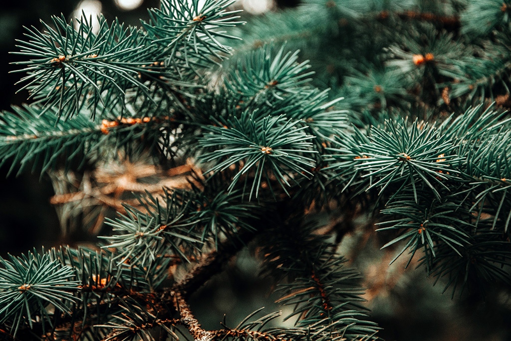 Do Vánoce stihneme doručit objednávky až do 17.12.