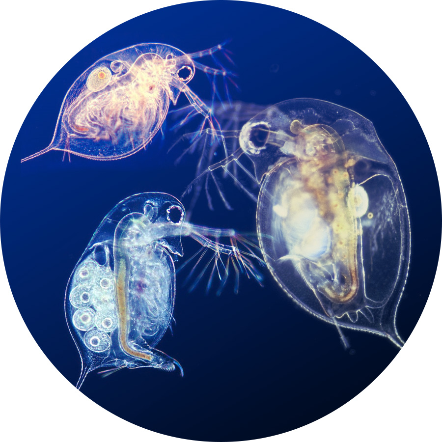 daphnia_inspiration