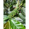 panama4