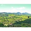 Brasil Mantiqueira 03