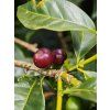 Costa Rica Tarrazu Decaf 01