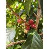 Costa Rica Tarrazu Decaf 06