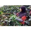 Indonesia Argopuro 01