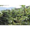 LABISON | 80% Arabica, 20% Robusta