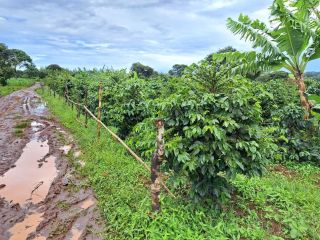 LEDEN na farmě 🌱 🤎 V Tanzanii je právě období dešťů (od prosince do dubna) 🤎 Kávovníky hnojíme hnojem od krav a koz, který...