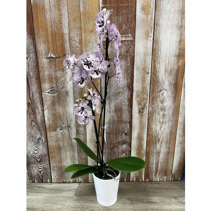 Orchidej v keramickém obalu