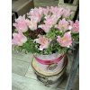 Flowerbox dle mistra floristy  Moderní alternativa ke klasické kytici.