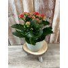Kalanchoe v keramickém obalu