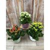 Kalanchoe v keramickém obalu