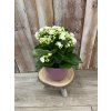 Kalanchoe v keramickém obalu