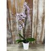 Orchidej v keramickém obalu