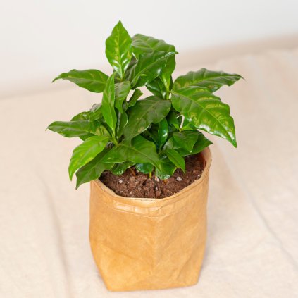 coffea arabica