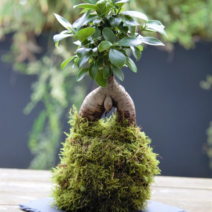 Kokedama Bonsai