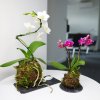 kokedama 10S