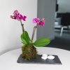 kokedama 8S