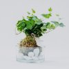 Kokedama Brečtan