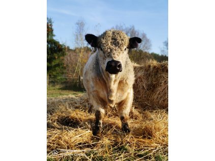 GALLOWAY Hovězí loupaná plec 100% grass fed z farmy Letařovice