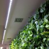 led
