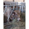 Diagonála s teletem