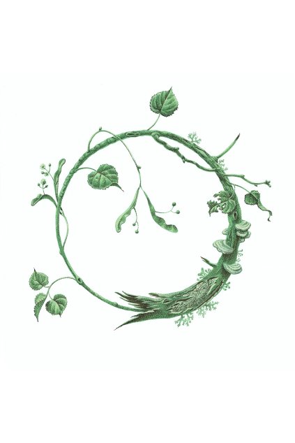 Adaptogeny ilustrace preview