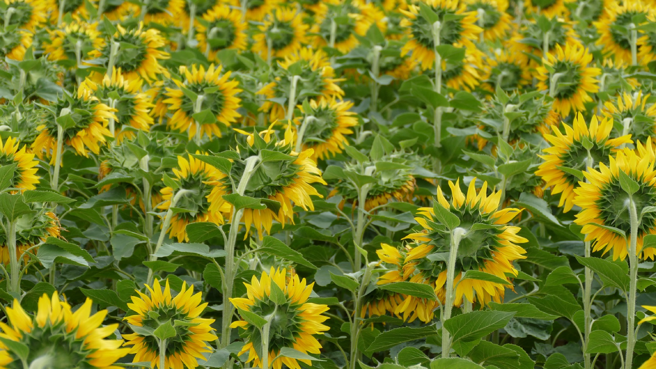 Slunečnicový olej místo nafty?