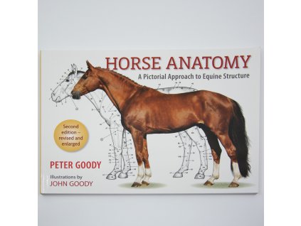 Horse Anatomy Pictoral approach