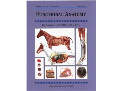 208 functional anatomy chris colles