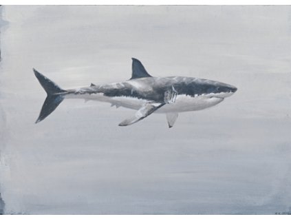 Obr. 24 – Žralok bílý A5 (Rozměr A3)