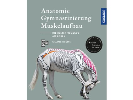 Anatomie, Gymnastizierung, Muskelaufbau