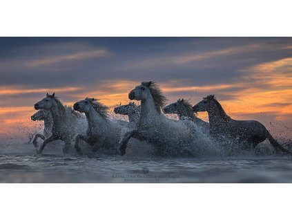 Horses of the Sea 50 x 100 cm (Rozměr 70 x 140 cm)