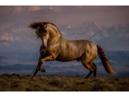 Guardian of Tatra Mountains 60 x 90 cm (Rozměr 90 x 135 cm)