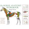 Horse anatomy workbook