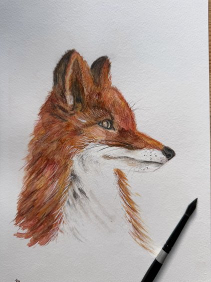 Róka
