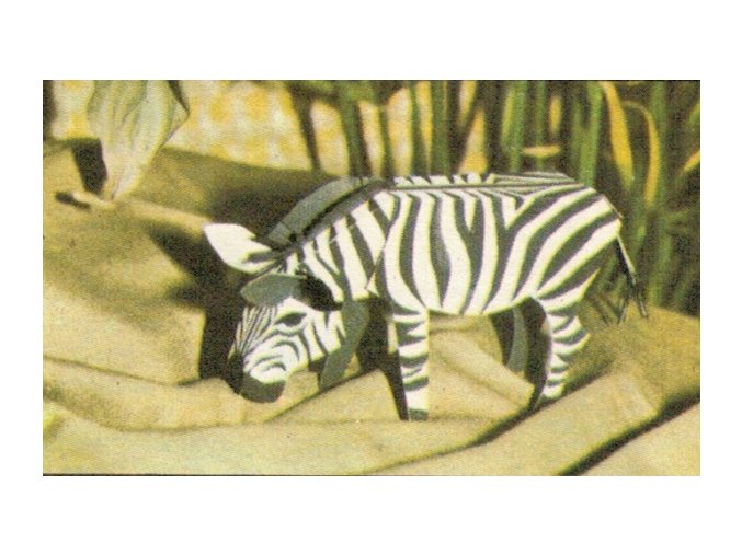 Zebra