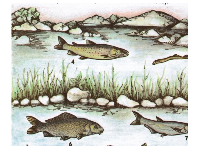 Vyhynulé a ohrožené druhy ryb v ČSSR