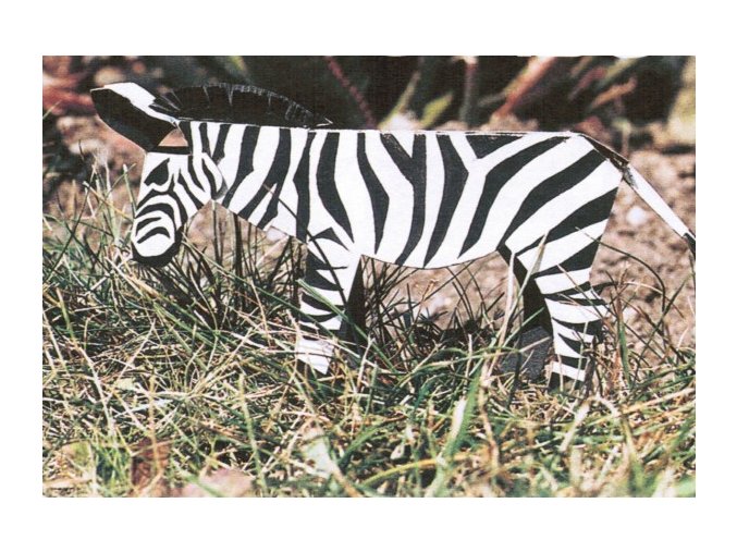 Zebra