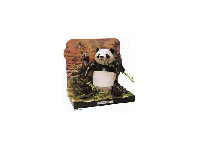 Panda velká - Ailuropoda melanoleuca