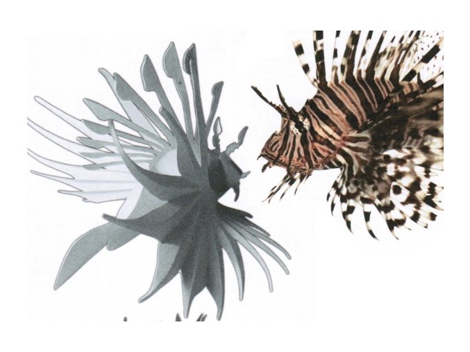 Perutýn ohnivý - Pterois volitans