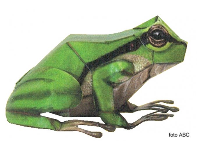 Rosnička zelená (Hyla arborea)