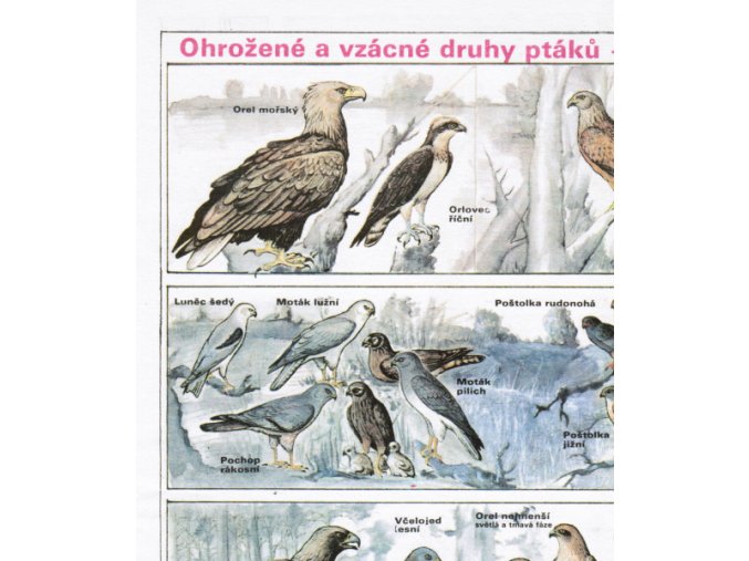 Ohrožené a vzácné druhy ptáků - dravci