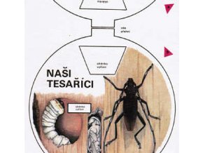 Naši tesaříci